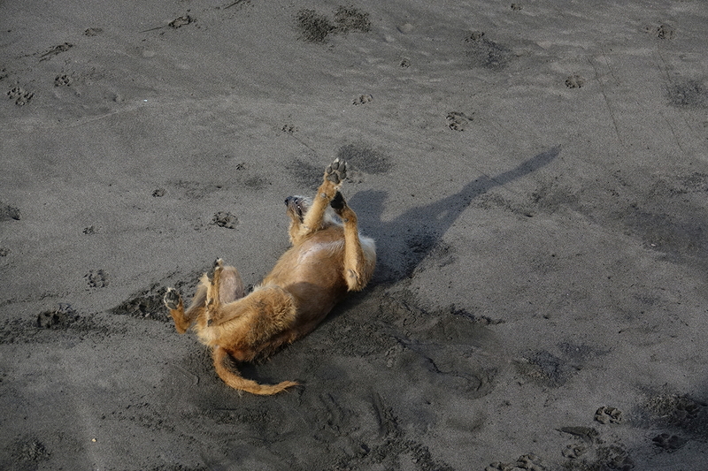 dog frolicking in sand of Playa Ele Zonte, El Salvador